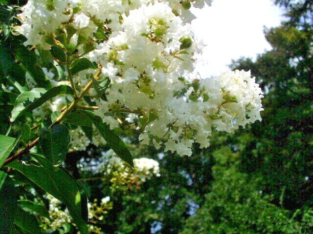 Picture 6 of 8