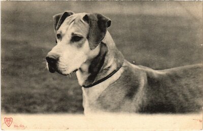 CPA AK Cute Dog DOGS (1388064)