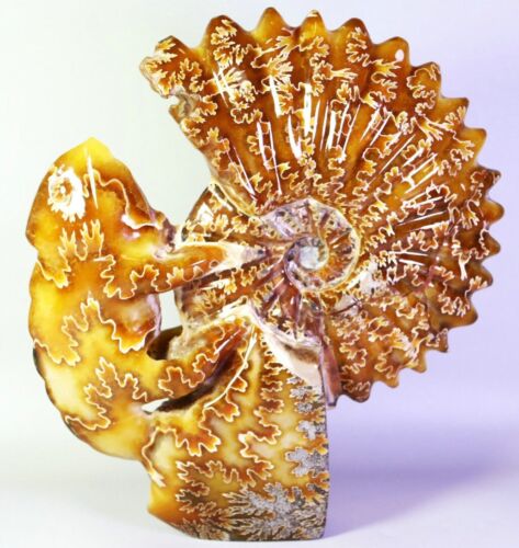 Ammonite naturale 4,19 libbre! Esemplare di cristallo fossile di camaleonte e ammonite intagliato - Foto 19 di 19