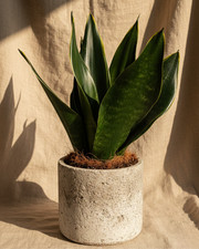 Snake Plant Dracaena trifasciata ‘Black Diamond’ Houseplant Office Plant