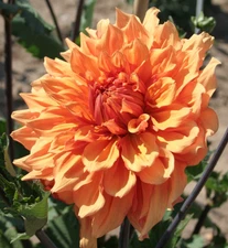 1 - BEN HOUSTON  Giant Dinnerplate Dahlia Flower Bulb Tuber Cluster * U S Seller