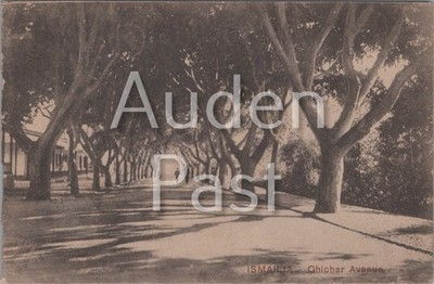Ismailia Avenue Ghichar Baum gesäumte Straßenpostkarte