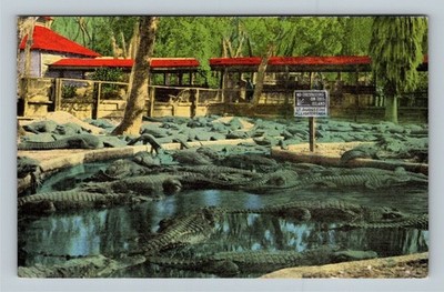 St Augustine FL St Augustine Alligator Farm Alligators Florida Vintage Postcard