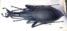 Carabidae Damaster blaptoides ssp 40mm A1- (detached head) JAPAN - RARE - #1012 