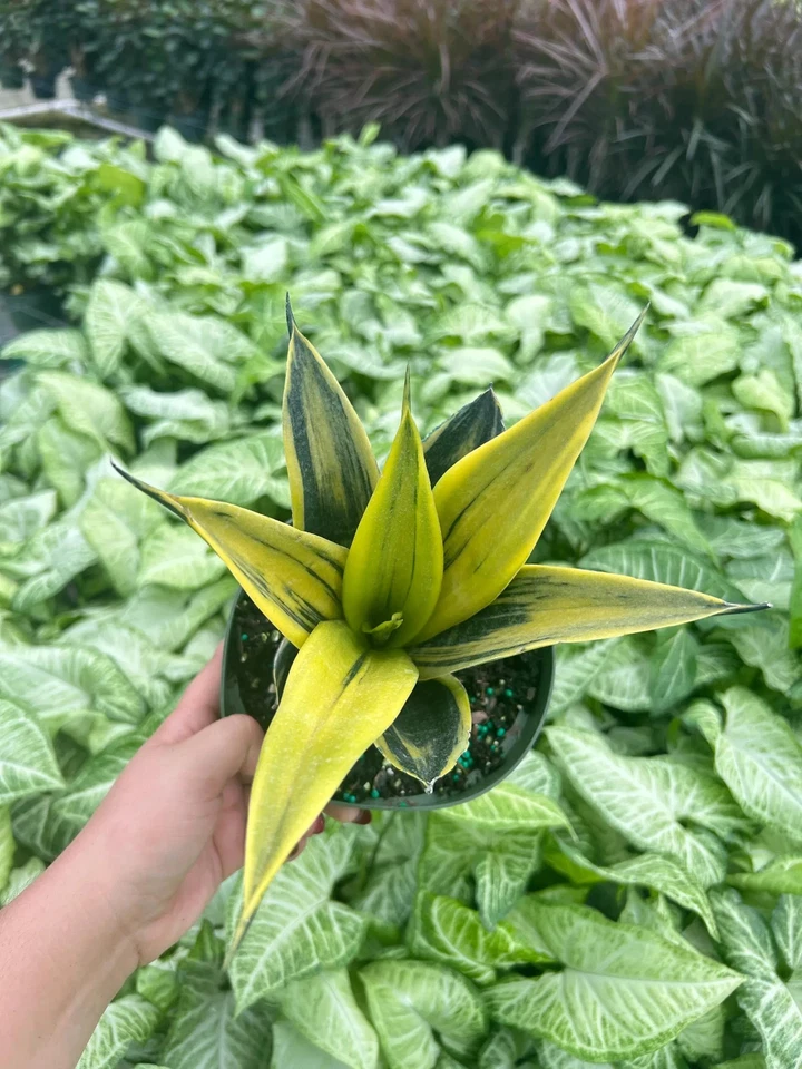 Golden Flame Sansevieria | LIVE Indoor & Outdoor House plant in a 6" Pot - Image 4 of 4