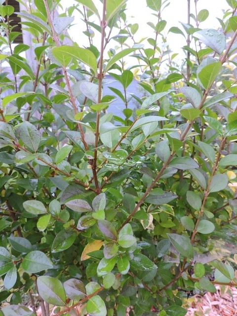 Heckenpflanzen Liguster Ovalifolium 40 Bis 60 Cm Im Container Gunstig Kaufen Ebay