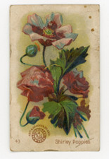 1880s-90s Arm & Hammer Beautiful Flowers Shirley Poppies Trade Card F210