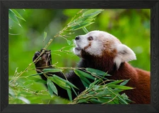 Red Panda 4 Framed Wall Art Poster Canvas Print Picture