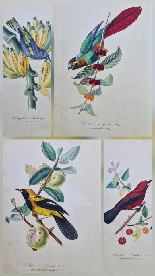 4 Gravures originales 1842 oiseaux fleurs exotiques color print Descourtilz - Photo 1/4
