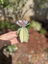 Stained Glass Cactus With Pink Three Layer Flower