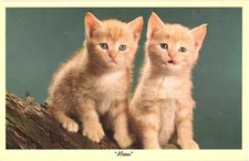 Photograph of Two Adorable Orange Kittens, Meow Postcard