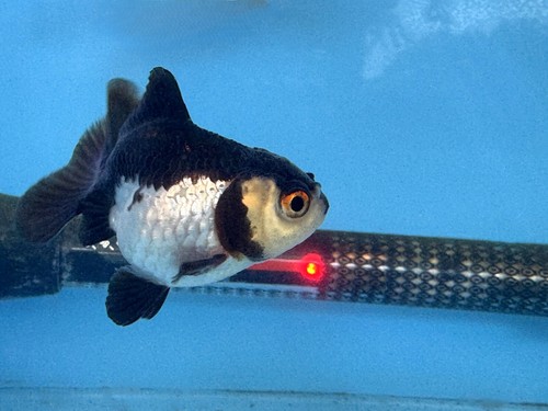 SALE! 2.5" IMPORTED THAILAND PANDA ORANDA + FREE S&H + FREE ANACHARIS