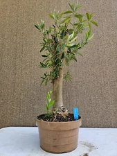 Old Fruiting Olive Bonsai Tree,,, SALE