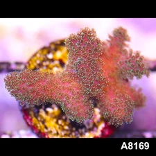 Item#A8169LP8169(S) WYSIWYG Cultured Rainbow Pocillopora Frag