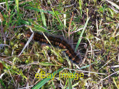 Photo 6x4 Big, brown and hairy Peinmore/NG4840 There's a number of  c2008