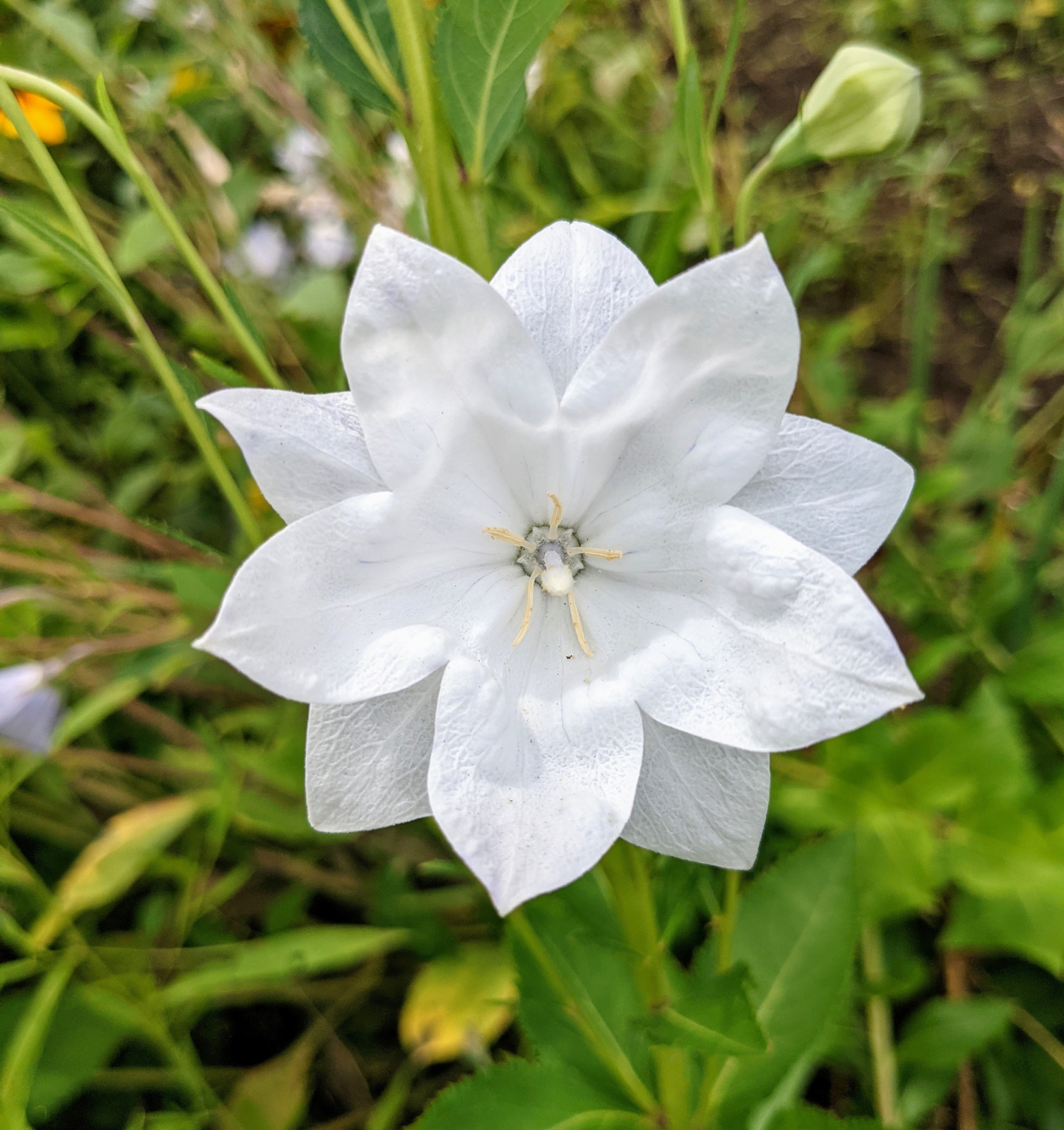 50+ 'Hakone White' Balloon Flower Seeds Chinese Bellflower Double