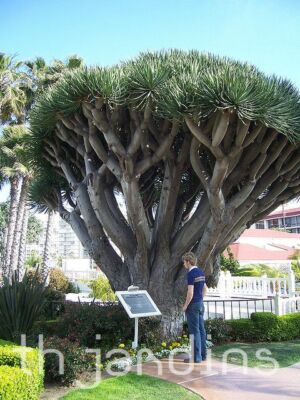Dracaena draco, Canary Islands Dragon Tree - 30 Se eds | eBay