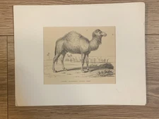 Vintage Arabian Camel Print Natural History Illustration Camelus Dromedarius