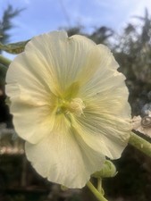 Hollyhock Alcea Yellow Flowering Outdoor Plant 150cm Full Sun Fast