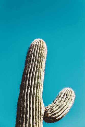 Saguaro Cactus Wall Art Print 8x10 – Southwest Desert Photography Decor - Picture 2 of 2