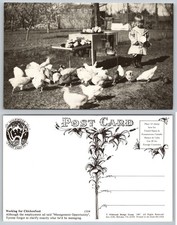 1987 Wildwood Postcard Funny Child & Chickens Farm Scene "Chickenfeed"