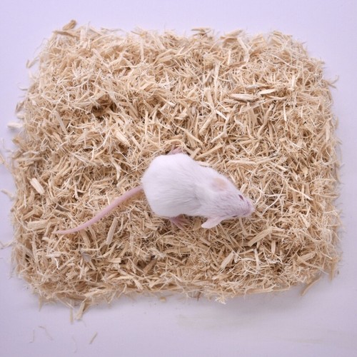 25 Frozen Feeder Mice Hoppers -FREE S&H -MiceDirect! Rodents Reptiles Snake Food - Picture 8 of 11