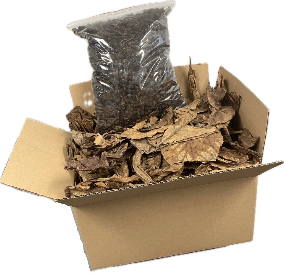 Händlerpaket 1 KG Seemandelbaumblätter B Ware + 1 KG Erlenzapfen - Bild 1 von 1