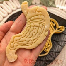Stomach Human Medicine X Ray Cross Section Body Biology Organ Cookie Cutter