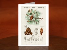 Martime pine (Pinus maritima) - A5 Card