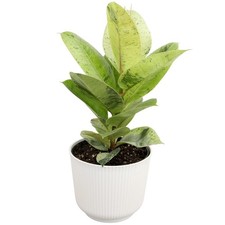 Ficus Shivereana Moonshine Rare Rubber Trees Unique Live Houseplant Decor