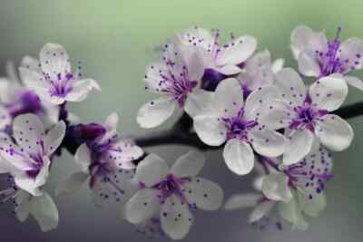 Digital Image Picture Photo Pic Wallpaper Background White Purple Petal Flowers