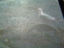 ANTIQUE REAL PHOTOGRAPH PHOTO ANIMAL BIRD MAGIC LANTERN SLIDE