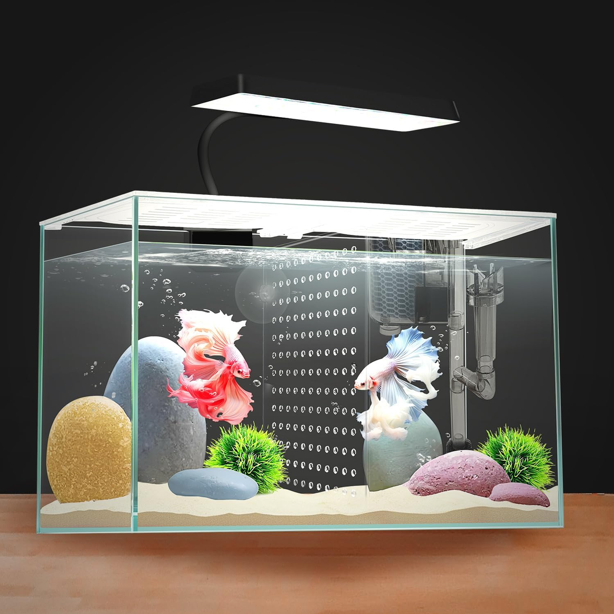Gallon L Fish Nano Glass Aquarium, with Separator Plate