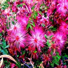 Pink Fairy Duster Tree Seeds Mesquitella eriophylla Flowering Mimosa Plant RARE!