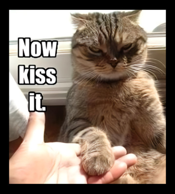 Now Kiss It Cat Humor Pet  Refrigerator Fridge MAGNET