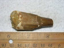 Dinosaur fossil tooth Spinosaurus Cretaceous Era bigger 2 inch long Z82