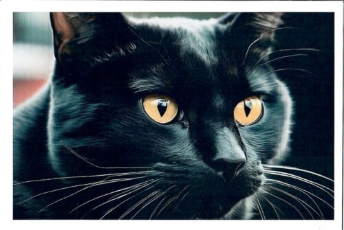 NEU Maßgeschneiderte bedruckte 4x6 Postkarte Nahaufnahme schwarze Katze 1 Kätzchen Kätzchen - Bild 1 von 1