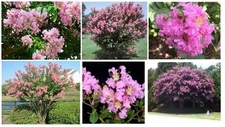 Pink Flowered * Crepe Myrtle Bush Tree Shrub *     25 + Seeds USA Seller
