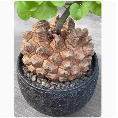 Dioscorea Elephantipes Cactus Succulent Plant Home Garden Beautiful Plant 8-9cm