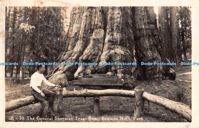 R303364 The General Sherman Tree Base Sequoia Nat Park B 70 Postkarte 1951