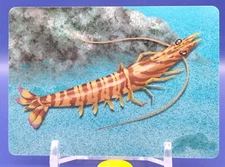 Prawn Sea Creatures Card Cards Learning Educational DAISO Japan Japanese