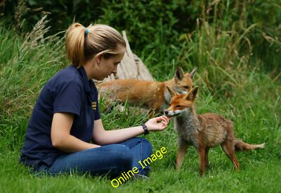 Foto 12x8 The Reward Newchapel\/TQ3642 im British Wildlife Centre, Ne c2012