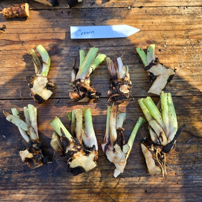 #ad #ad Comfrey Crowns 5 Pack – Bocking 14 Variety Freshly Dug Veteran Urban Farm $30.00