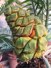Encephalartos delucanus SEEDS -  - SEMI Cicas di Delucan | Encephalartos delucan