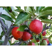 Dwarf Fuji Apple Tree Bare Root