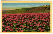 A Field of Poinsettias in California CA Flowers Scenic View Unposted Postcard