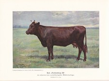 Kuh "Fechtenburg III" Milchvieh Zuchtkuh FARBDRUCK von 1925 Reprint