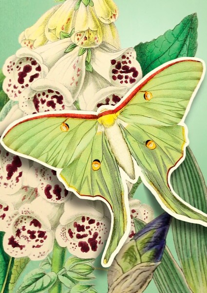Foxglove Luna Moth Pop Up  -Art Blank Greeting / Birthday Card  Vintage