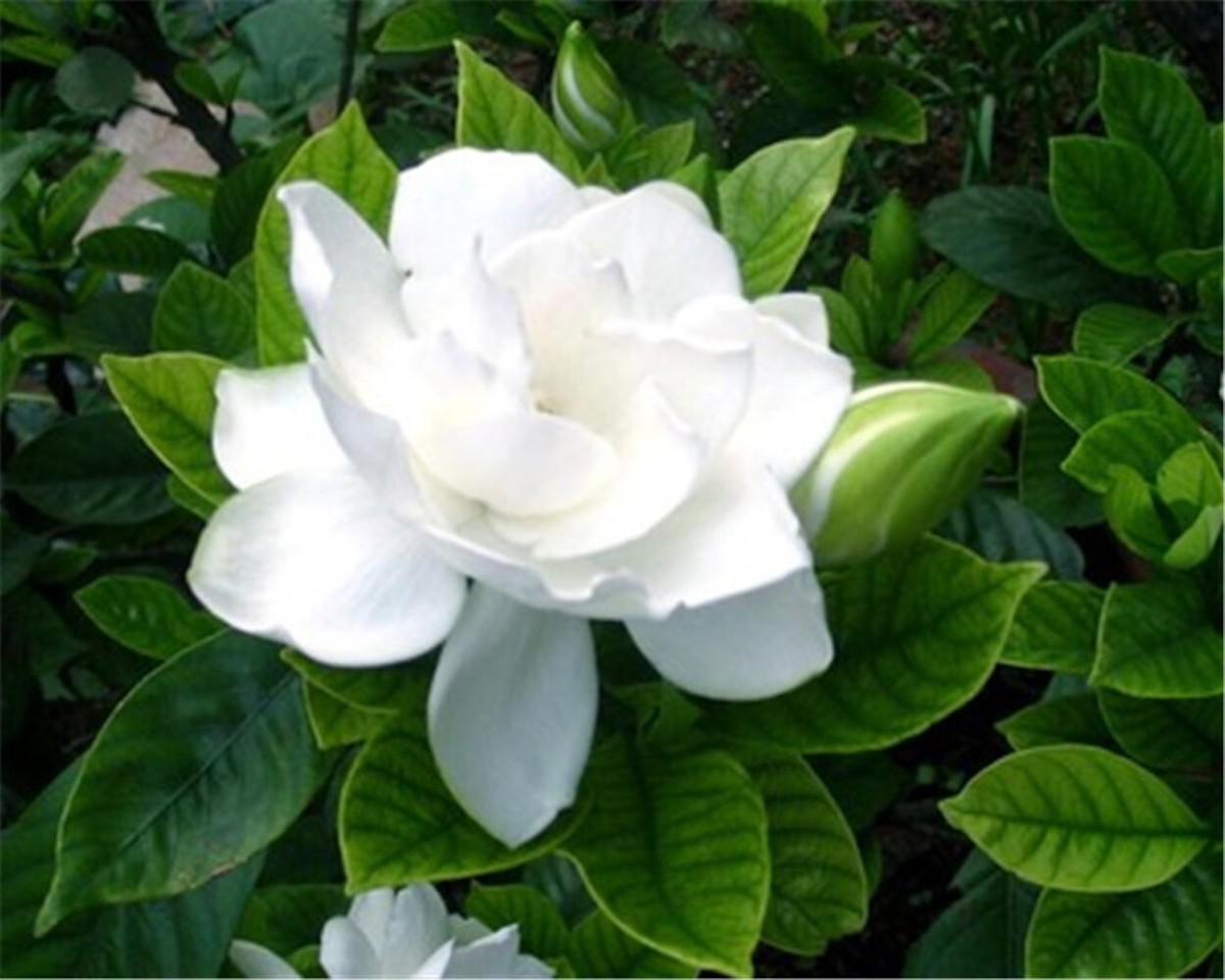 plant fertilizer outdoor Arber Organic All Purpose Fertilizer main image 1