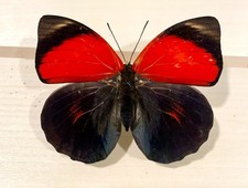 Agrias for collectors | rare Agrias butterflies